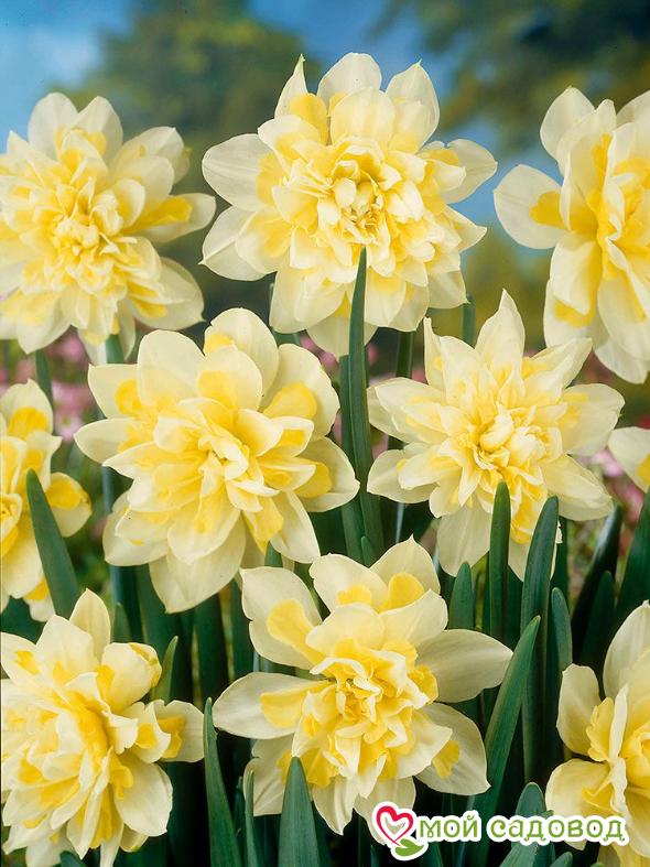 Нарцисс Ирэн Копленд махровый