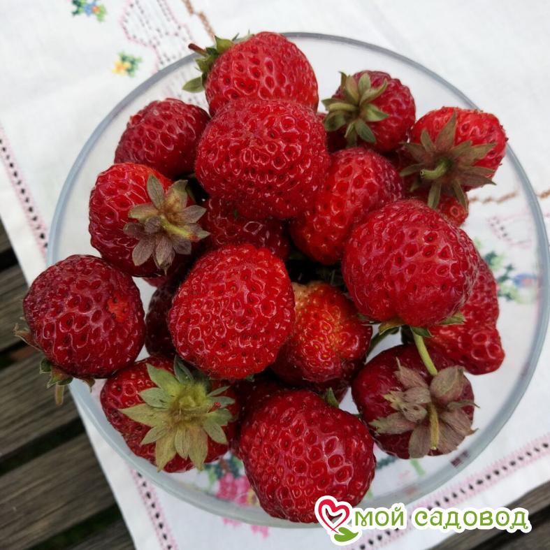 Клубника Мице Нова