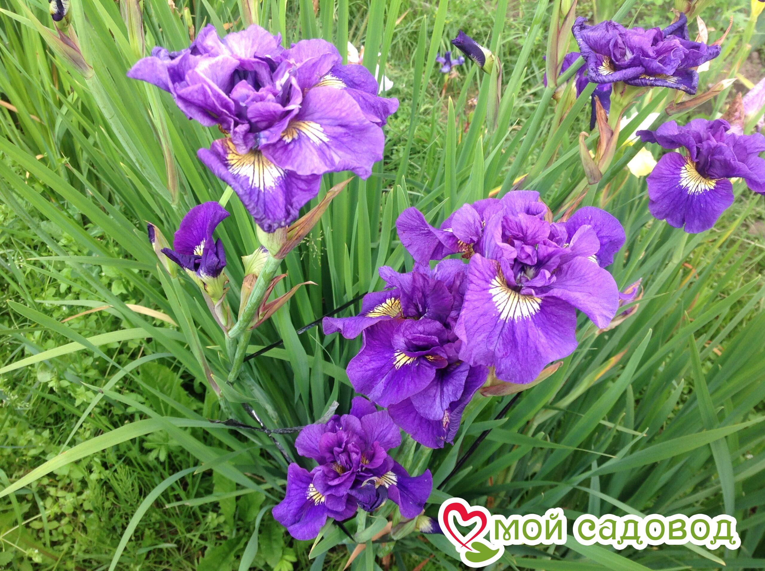 ИРИС СИБИРСКИЙ ДАБЛ СТАНДАРТ